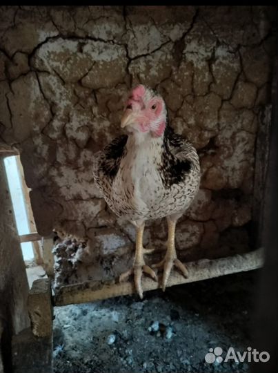 Бойцовая курица