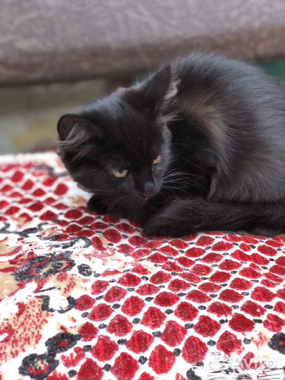 Котенок добрая киса
