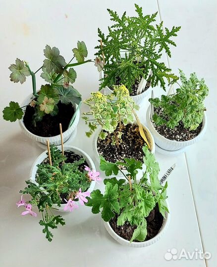 Пеларгония душистая сортовая срезы