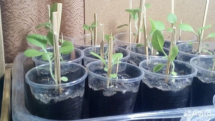 Рассада. Семена. Куба сигарный табак