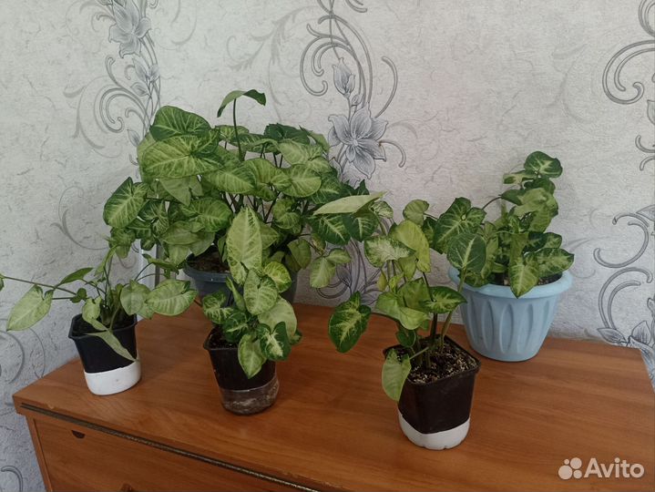 Продам сингониум