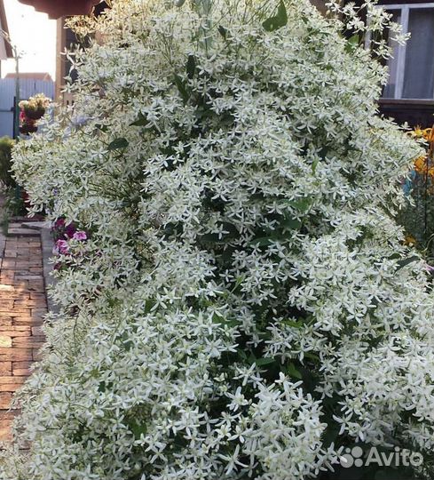 Клематис мелкоцветковый