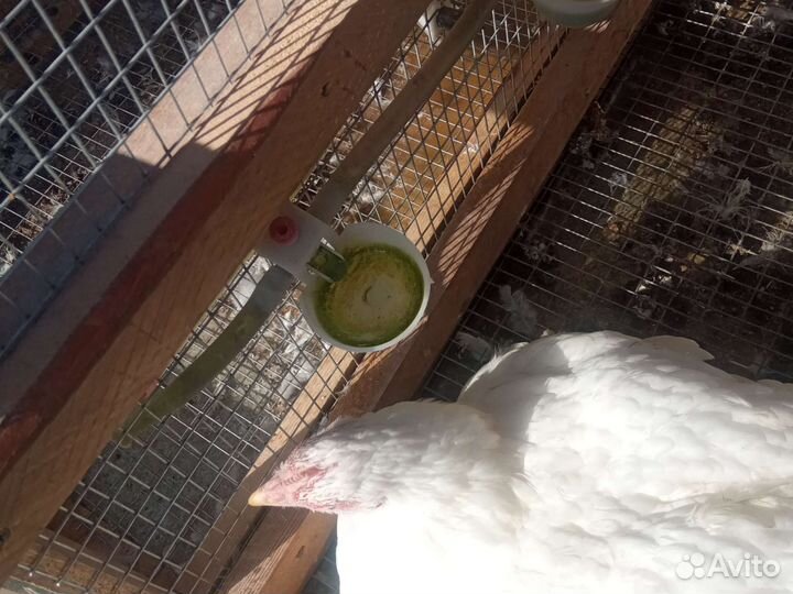 Курятник для бройлеров