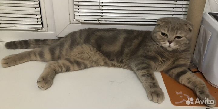 Шотландский кот вязка