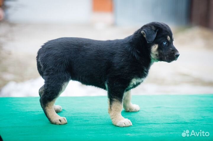 Щенок в добрые руки бесплатно