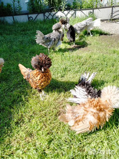 Цыплята, яйцо - падуаны, шелки, брамы