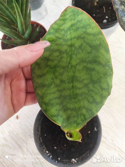 Сансевиерия сортовая редкая masoniana Congo