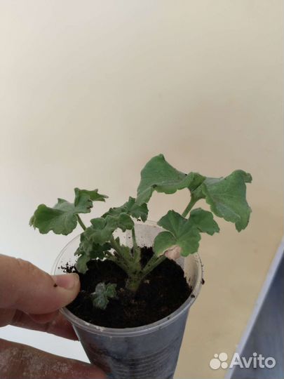 Сортовая пеларгония уг Айгуль, Denise