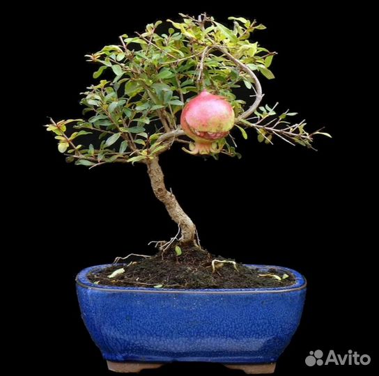 Гранат домашний