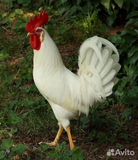 Чистокровные петухи порода Леггорн