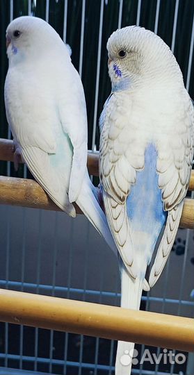 В продаже девочка птенец, возраст 2 месяца