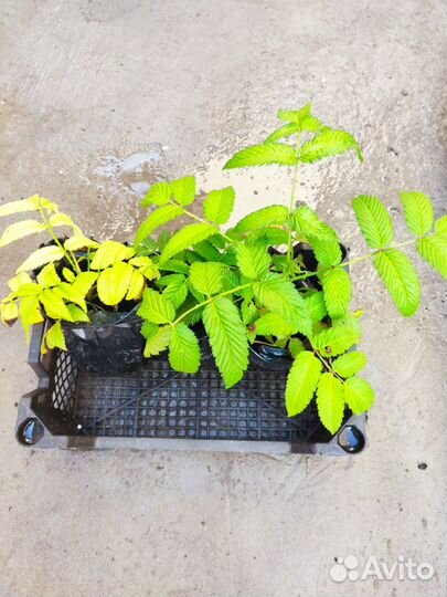 Тибетская малина саженцы