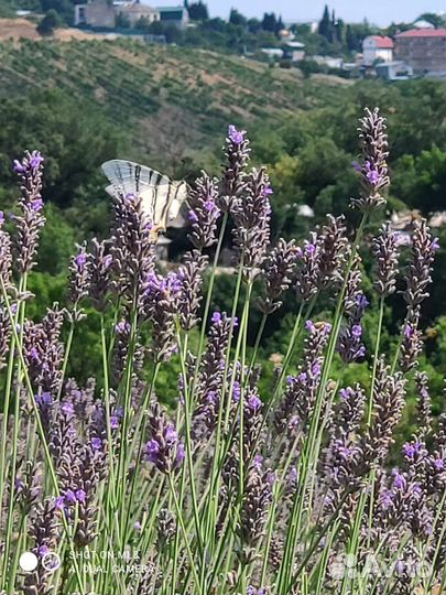 Букетик лаванды