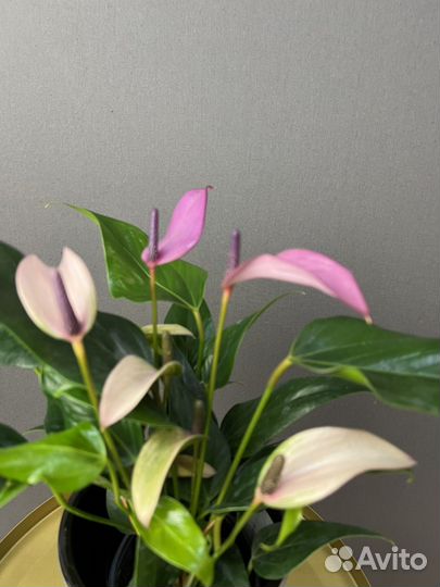 Комнатное растение Антуриум Лилит