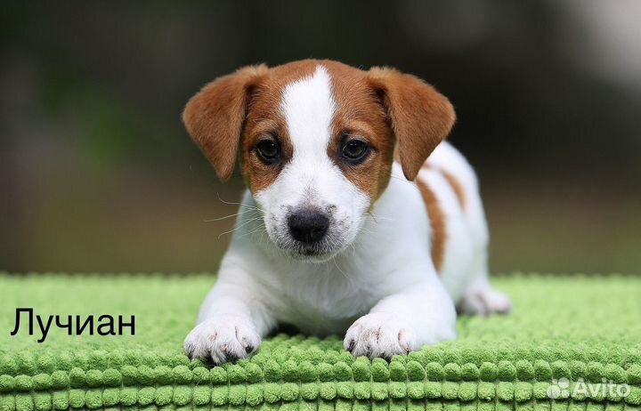 Шикарные щенки Джек Рассел терьера с документами