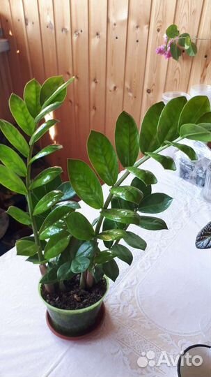 Замиокулькас