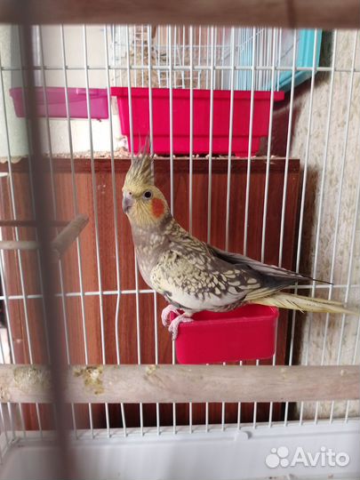 Молодой корелла мальчик