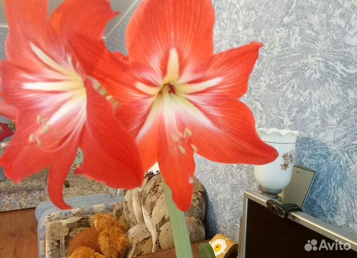 Гиппеаструм отдам