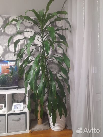 Пальма юкка