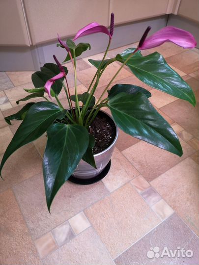 Антуриум Зизу