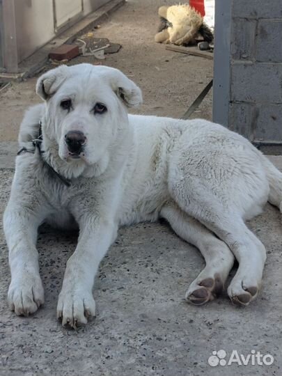 Среднеазиатская овчарка алабай в добрые руки