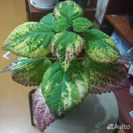 Колеус аватар