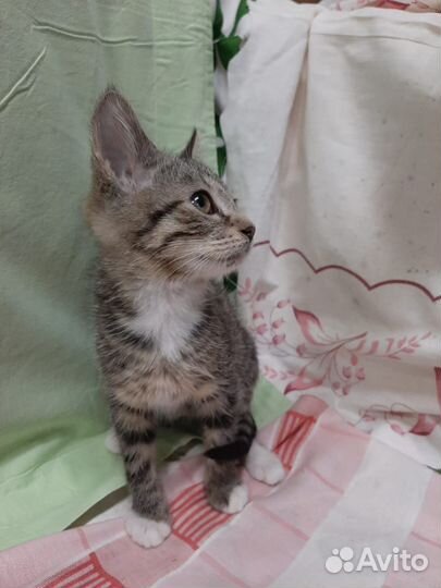 Очень ласковый котенок 2,5 мес