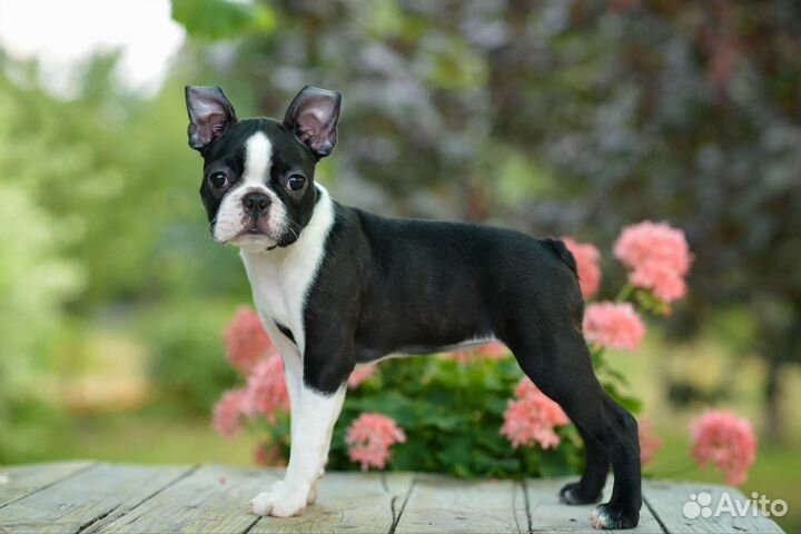 Суперские девочки Бостон терьер