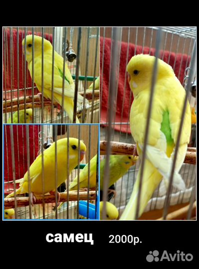 Волнистый попугай