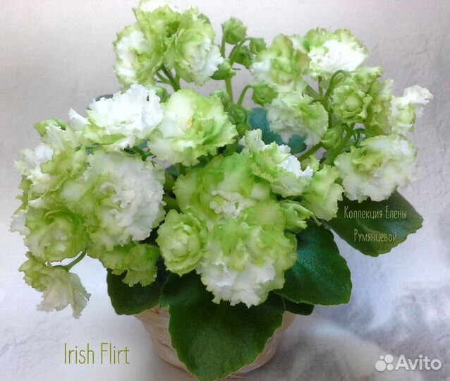 Миниатюрные фиалки