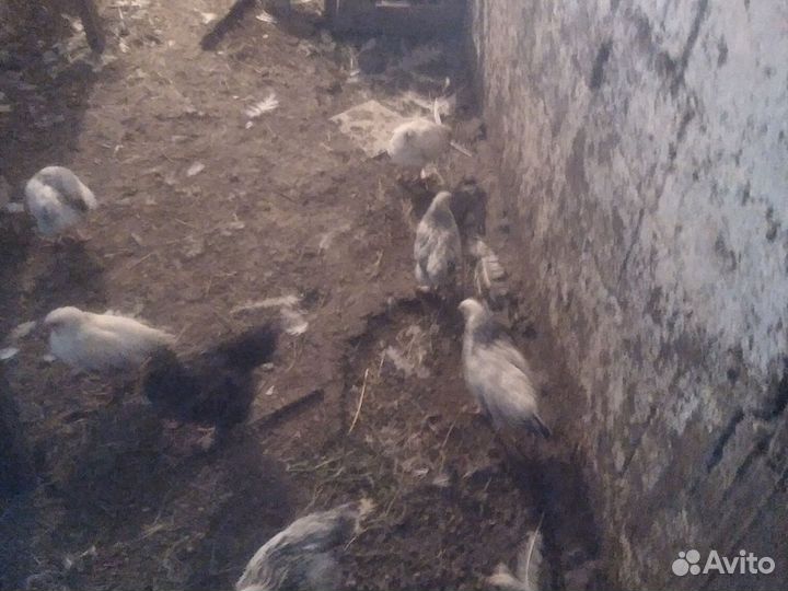 Цыплята