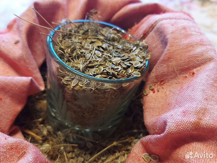Семена укропа аллигатор
