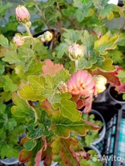 Дубки с закрытой корневой системой