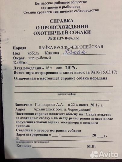 Русско европейская лайка