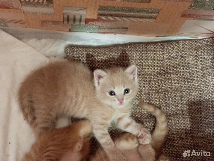 Шотландские котята