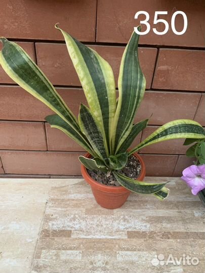 Разные комнатные растения