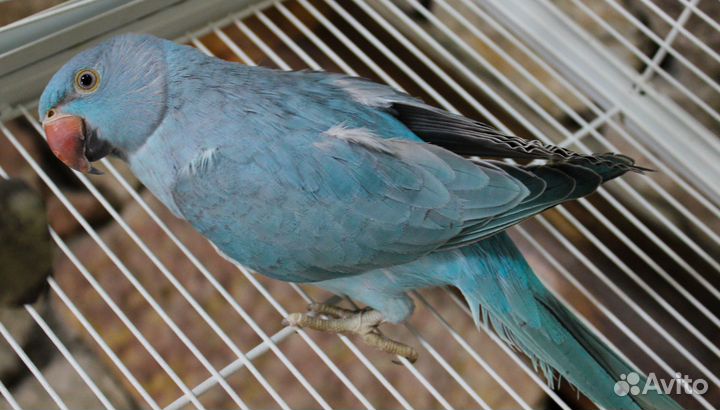 Ожареловый попугай (александрийский)