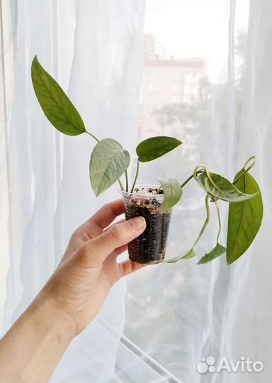 Пеперомия и монстеры