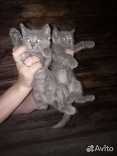 Котята в добрые руки, обе девочки