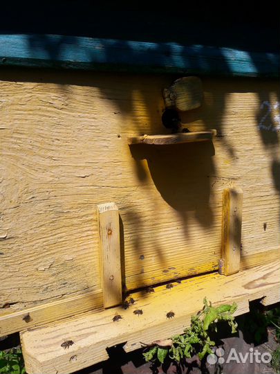 Мед, рамка меда в сотах