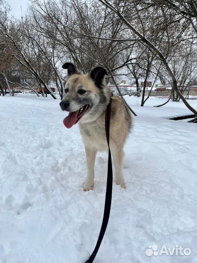 Букля ищет дом