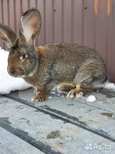 Продаётся крол, фландер 8,5 месяцев