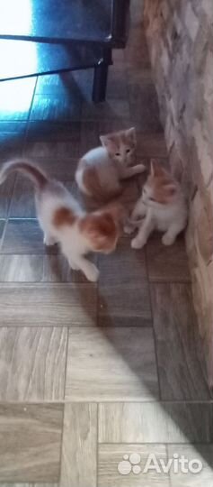 Котята