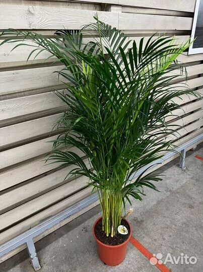 Пальма Арека H 150 см