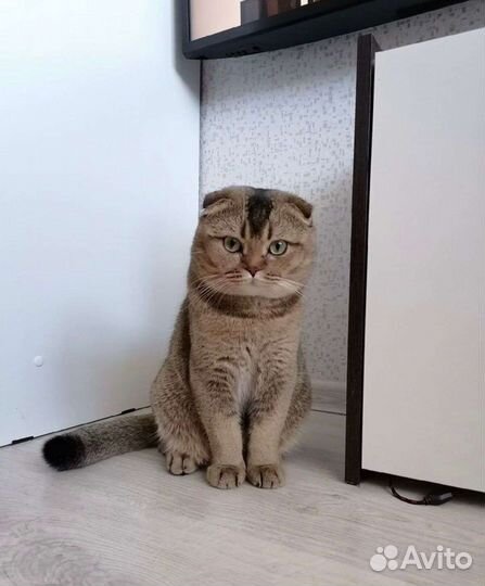 Вязка с вислоухим шотландцем