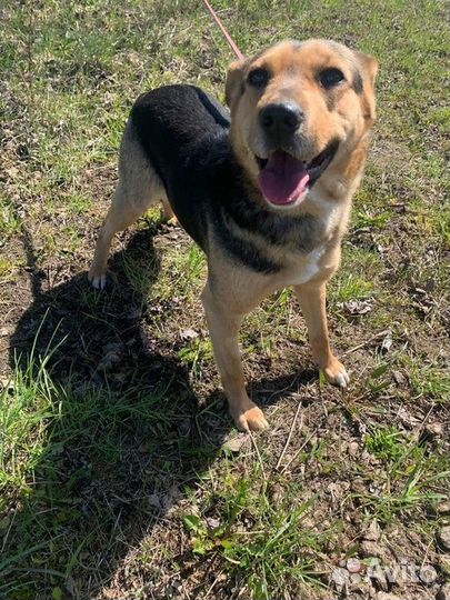 Маленькая собака в добрые руки