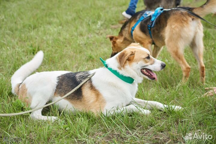 Молодой мальчуган нуждается в домашней любви