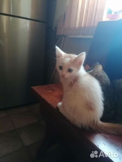 Котята сибирской кошки