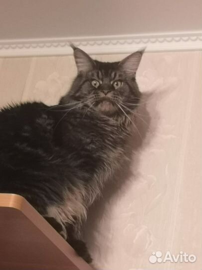 Мейн-кун вязка