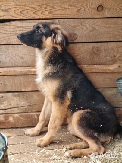 Красивый щенок из приюта станет лучшим другом